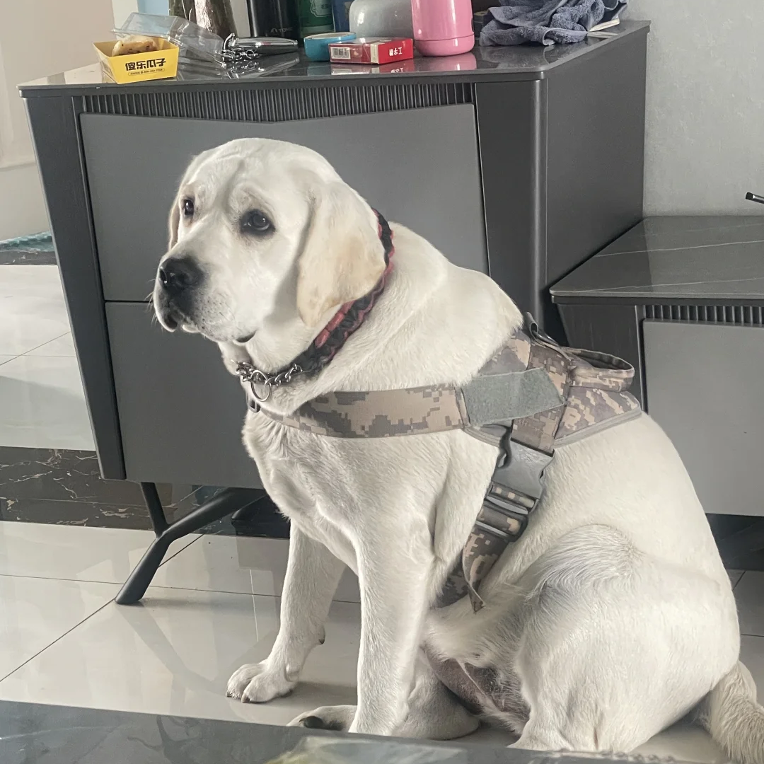 大型犬聪明好养短毛白色家养