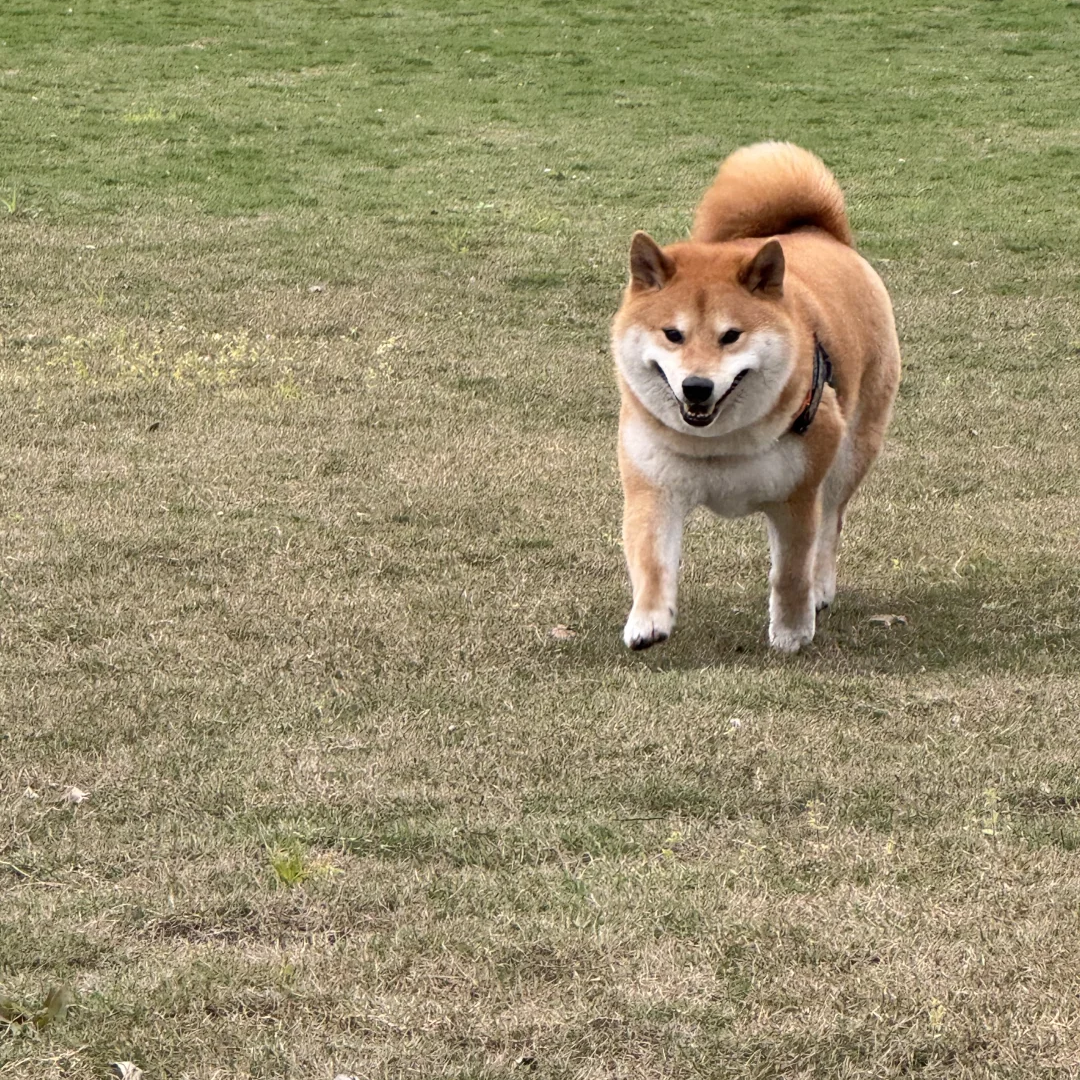 纯种日本柴犬幼犬活体小型犬双血统柴犬黑色赤色柴犬家养豆柴狗狗