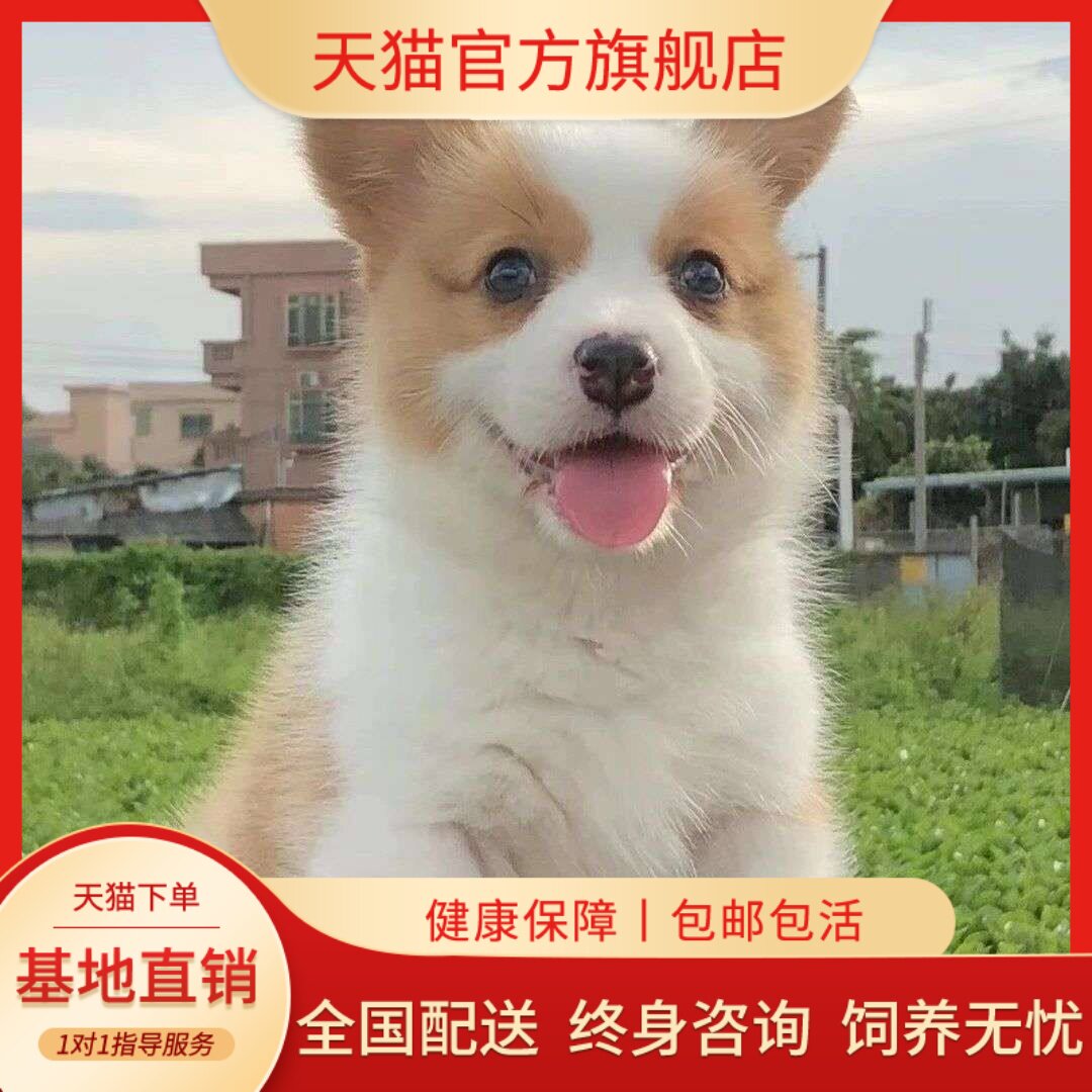 柯基纯种幼犬可爱小型犬三色小短腿小便宜听话小狗帅气威尔士活物