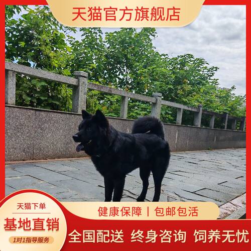 骨架大型犬赶山犬忠诚便宜护主狗