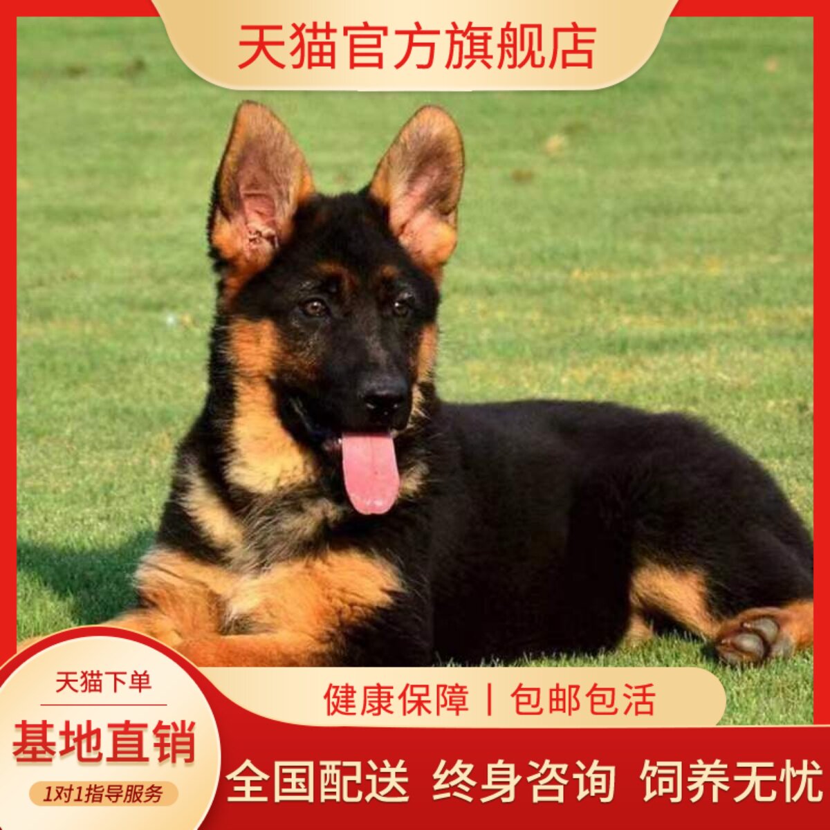牧羊犬高智商看家犬工作犬狗真狗