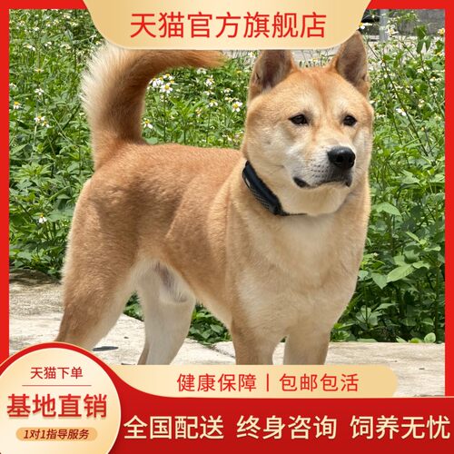 纯种黄狗幼犬农村家养广西土猎犬