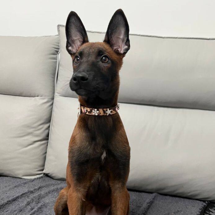 马犬纯种幼犬看家霸气便宜真狗狗狗猛犬活物护卫体猎犬爆红狗家养