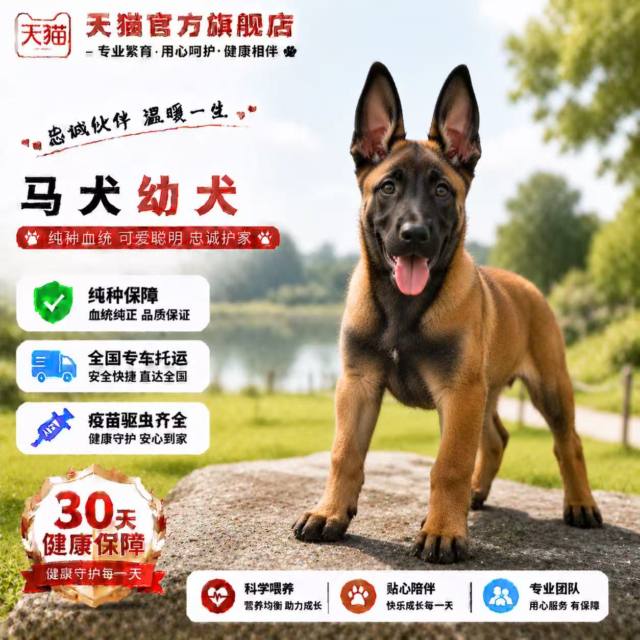 活物短毛狗护院活体黄马看家农村