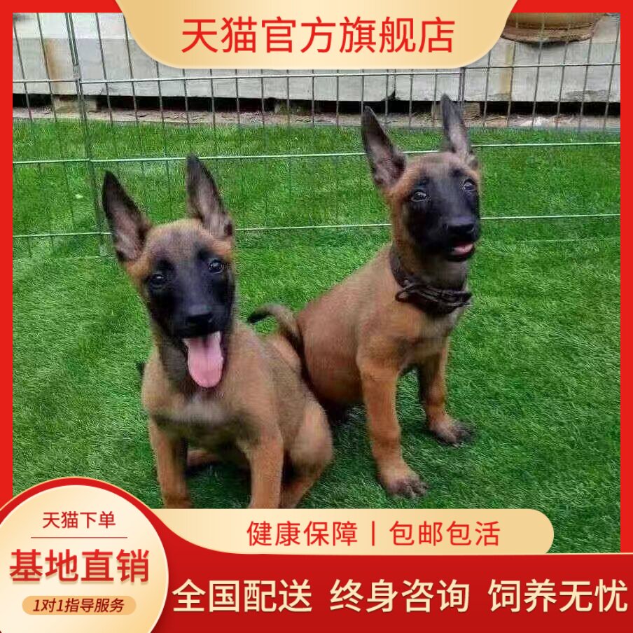 高智商黑红护卫犬宠物狗狗大型犬
