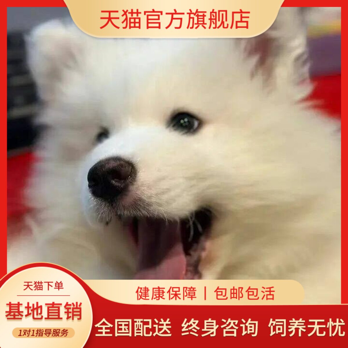 萨摩耶纯种幼犬大骨架幼宠粘人便宜活物微笑天使网红家养圆脸好养