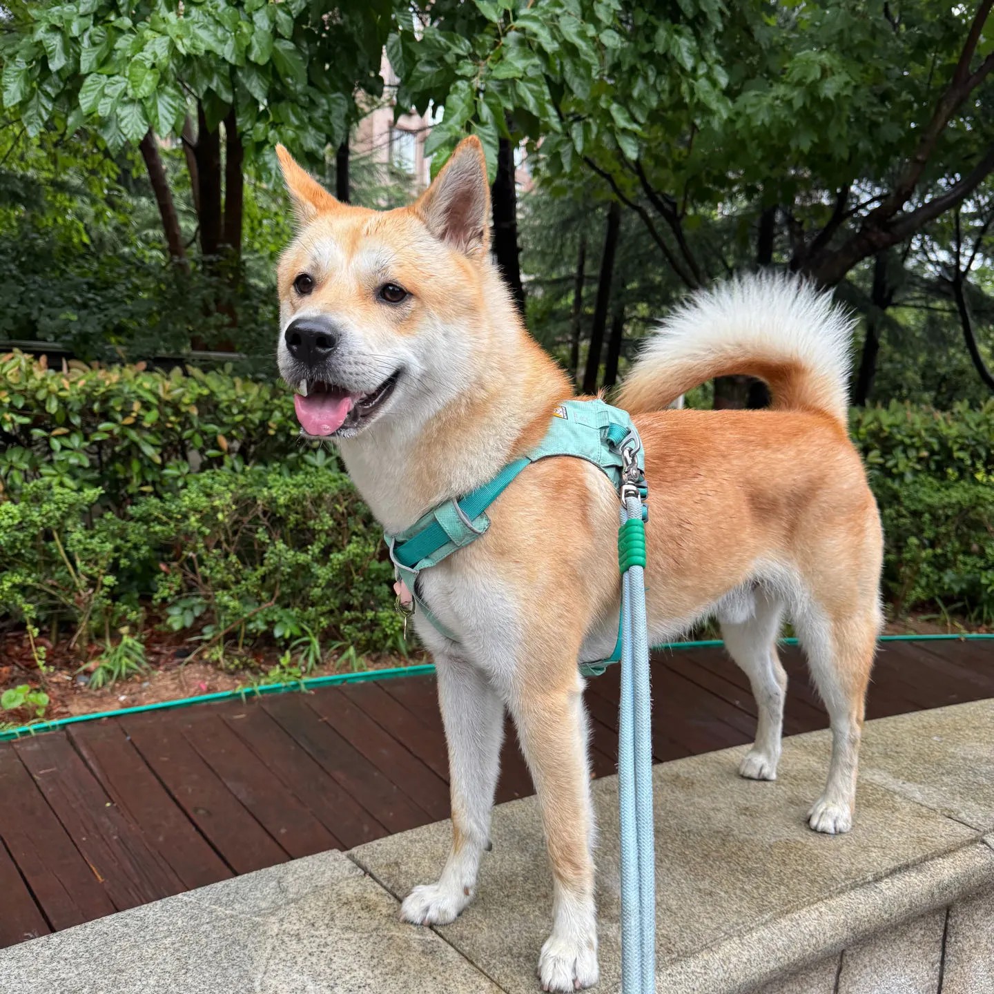 土猎犬白面狩狗霸气幼崽狗狗