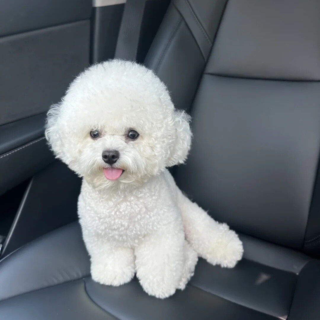 长不大犬迷你狗袖珍球形寻活浩