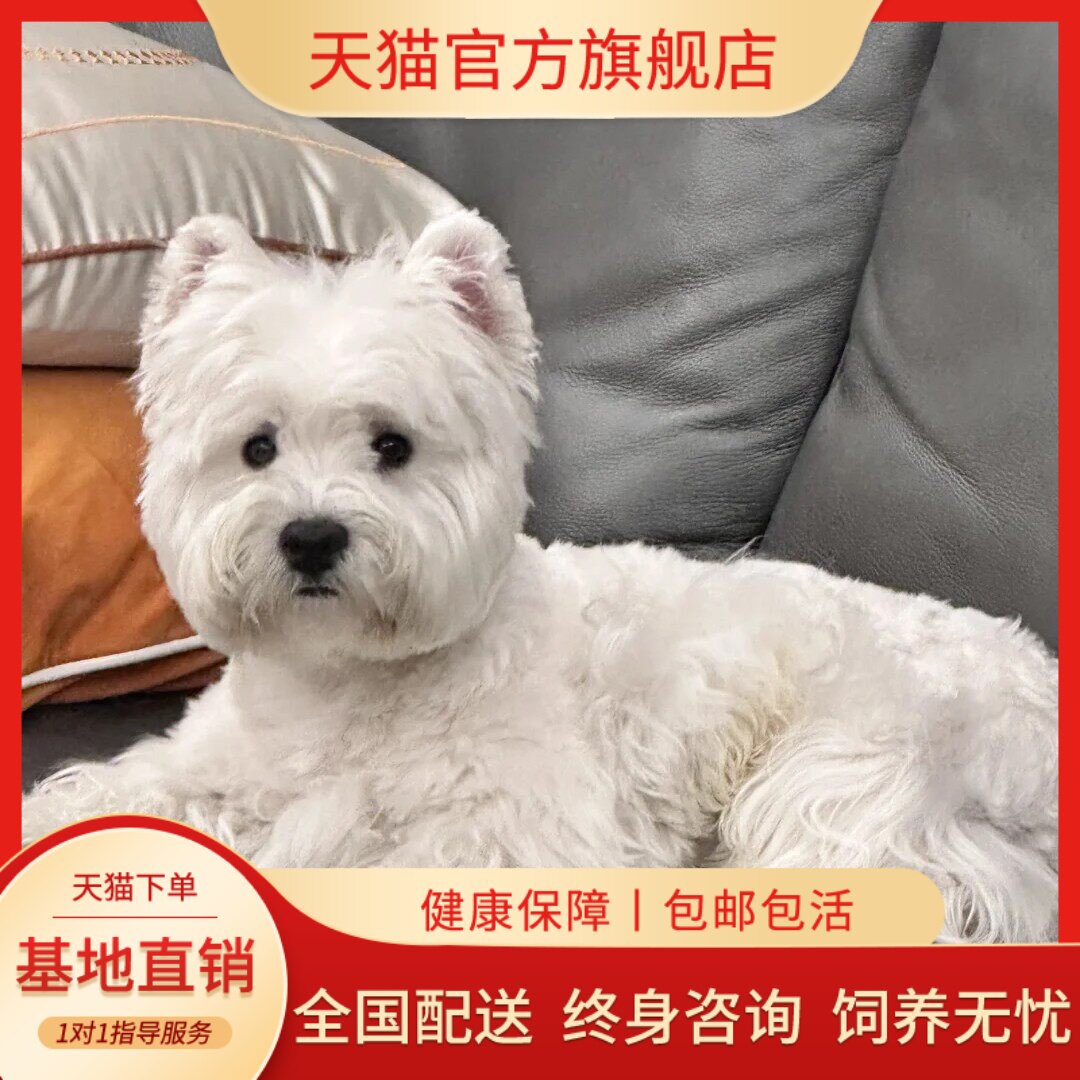 纯种西高地幼犬精品幼宠宠物狗网红犬狗白色活体狗可爱小体先容发