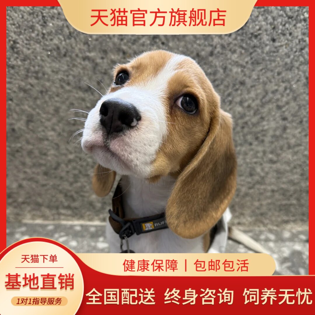 纯种比格犬幼犬小型犬狗大头宠物猎狗狩猎犬精品短毛家养狗幼崽狗