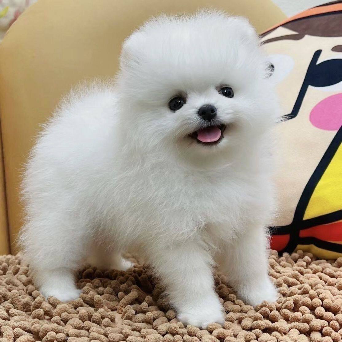 博美纯种幼犬网红便宜小体可爱袖珍犬小型犬迷你球形小家养狗圆脸