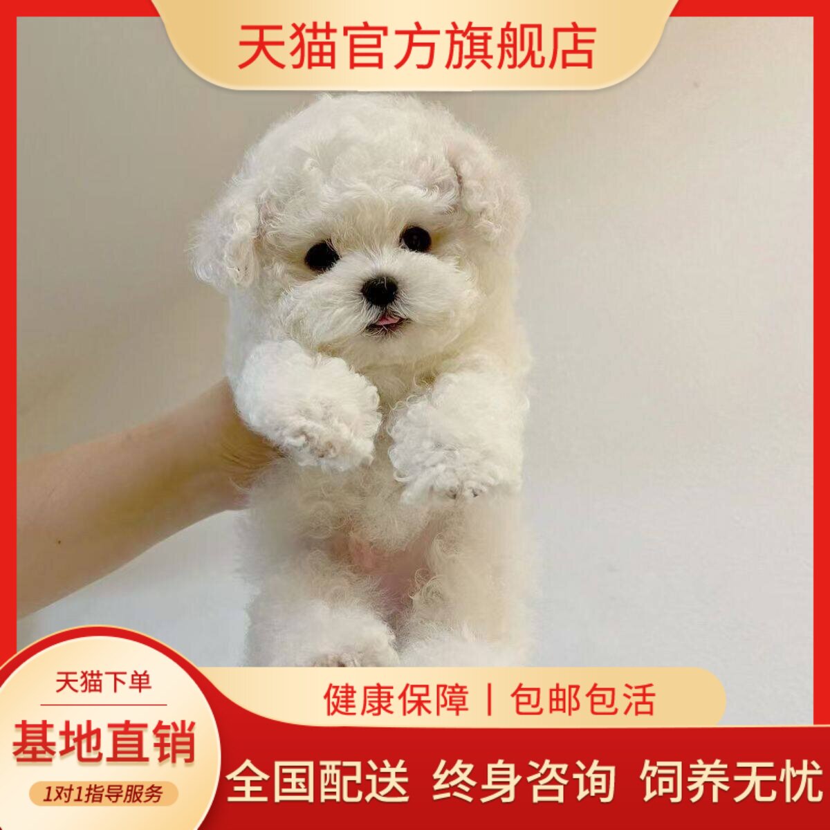 活体犬宠物狗长不大小活物小型犬