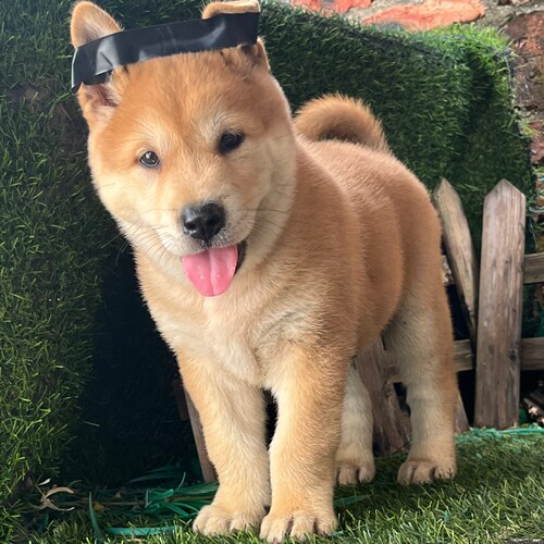 纯种黄狗白面中华田园犬幼犬赶山