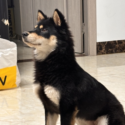 看家狗土狗看家狗狗中华田园犬