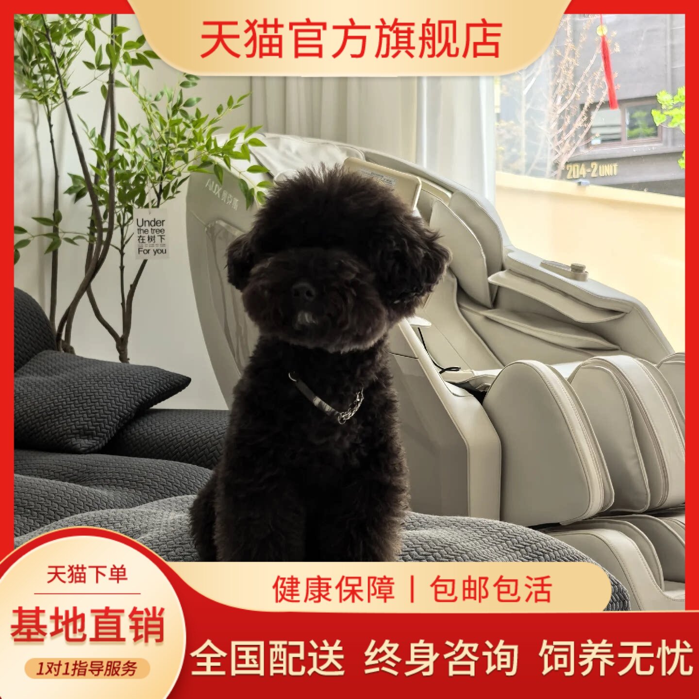 纯种泰迪幼犬可爱贵宾犬陪伴黑宠物家养小体黑色狗幼崽纯黑最昏飞
