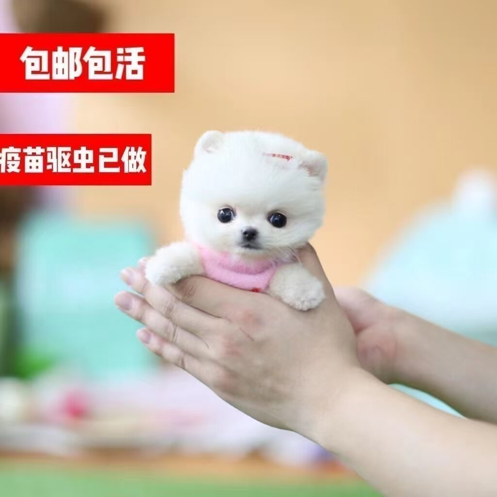 小犬狗可爱俊介犬迷你真狗圆脸