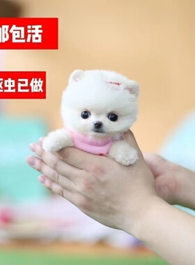 博美纯种幼犬家养超萌黄色网红超小小犬狗可爱俊介犬迷你真狗圆脸