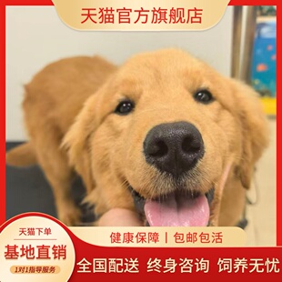 金毛纯种幼犬聪明幼崽真狗健康沙滩金高智商导盲犬温顺便宜小护主