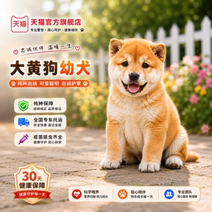 纯种黄狗白面中华田园犬幼犬赶山土狗狩猎黄狗活物看家护院大黄狗