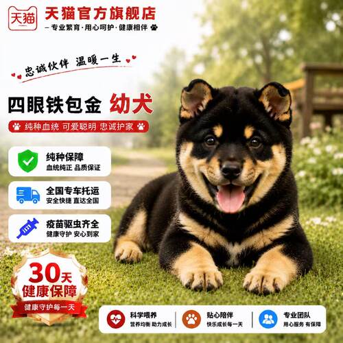 中华田园犬赶山犬忠诚农村便宜