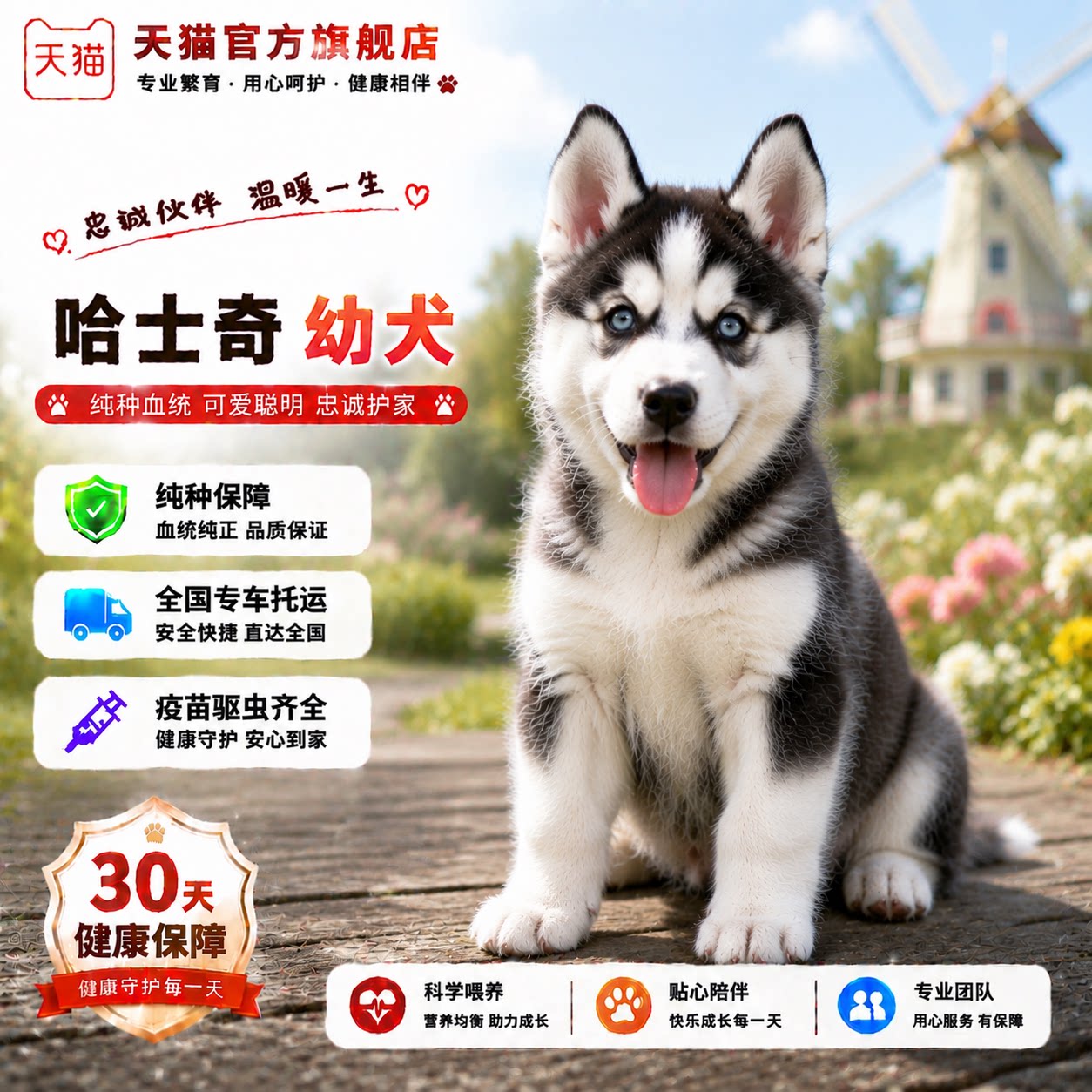 哈雪橇犬便宜聪明可爱幼崽狗活泼