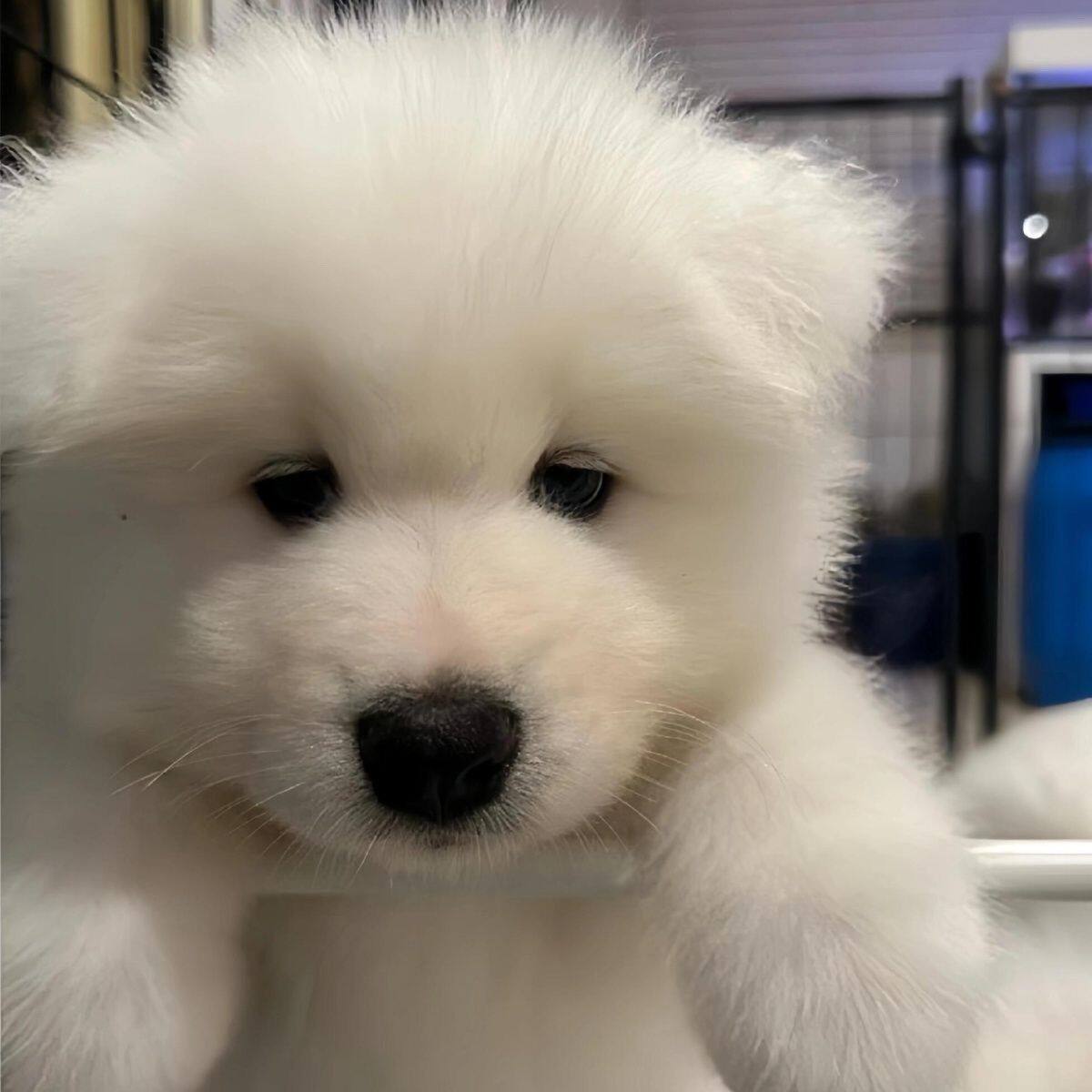 萨摩耶纯种幼犬可爱型活体圆脸白色好养大骨架纯白活物狗聪明幼宠