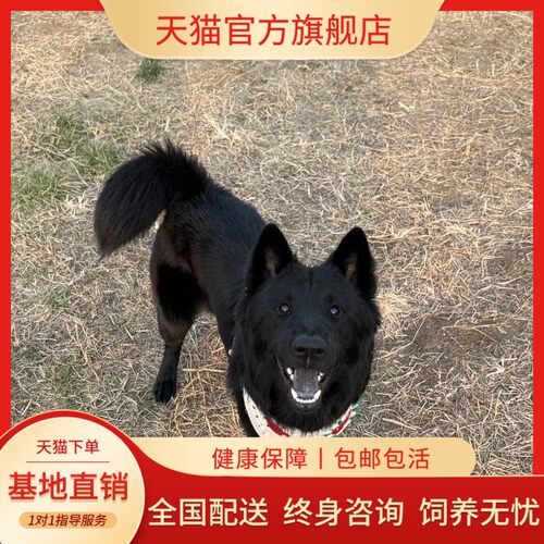 土松猎犬唐狗中华田园犬赶山犬