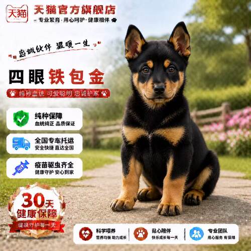 护院小狗赶山犬看门狗狗活泼家养