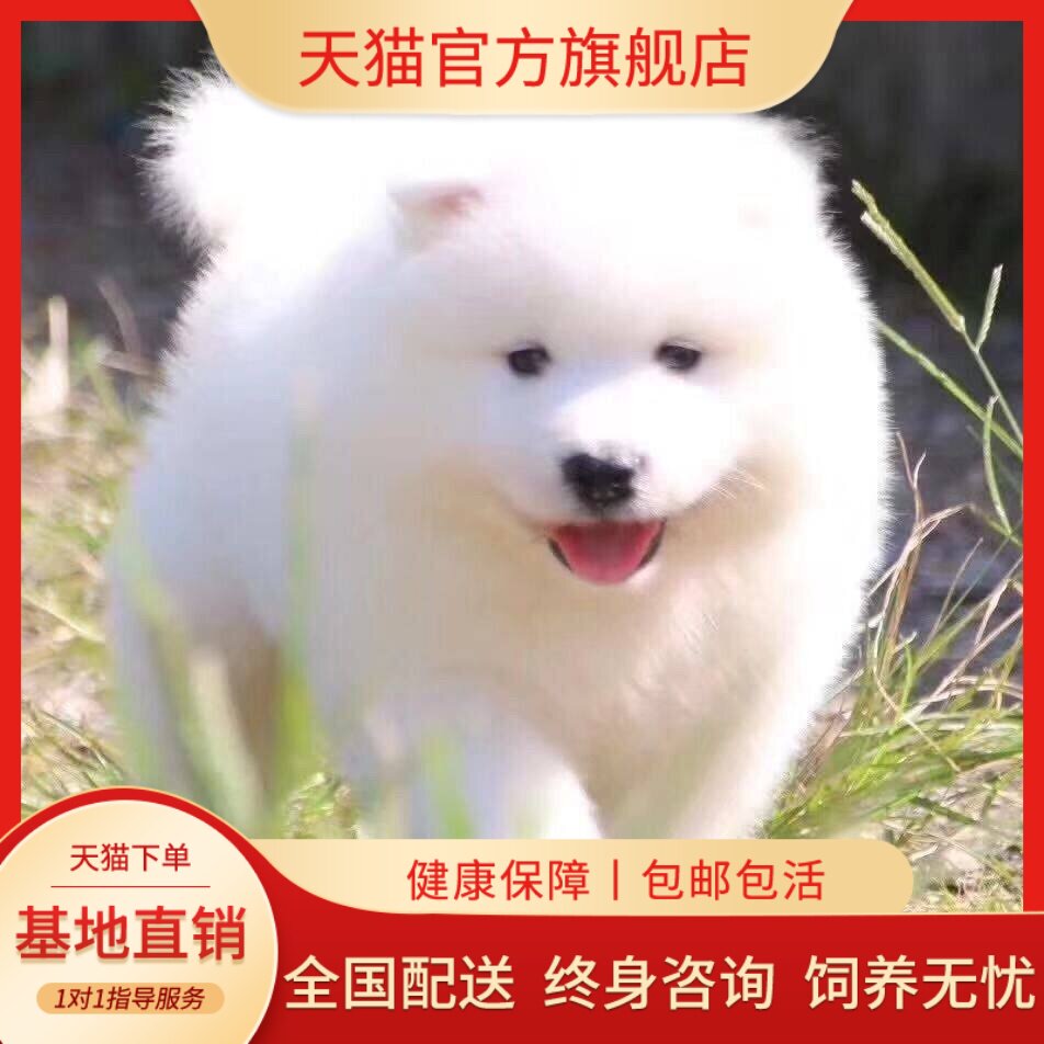 萨摩耶纯种幼犬可爱活物网红好养宠物狗幼崽粘人聪明活体白色幼宠