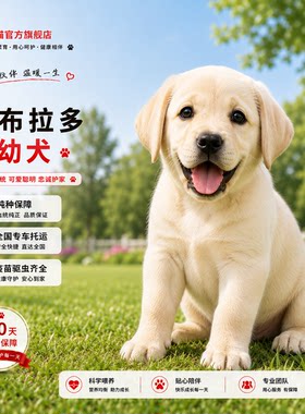 白色真狗温顺奶黄色警犬家庭忠诚