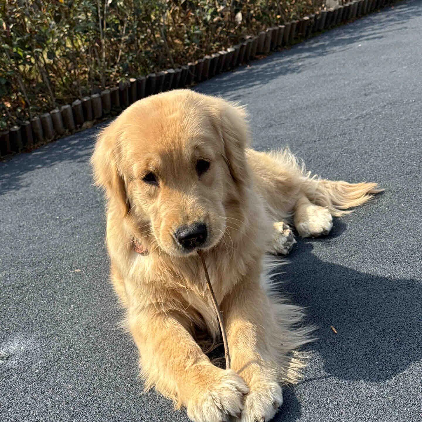 拉布拉多幼犬导盲犬狗活体爱喝太