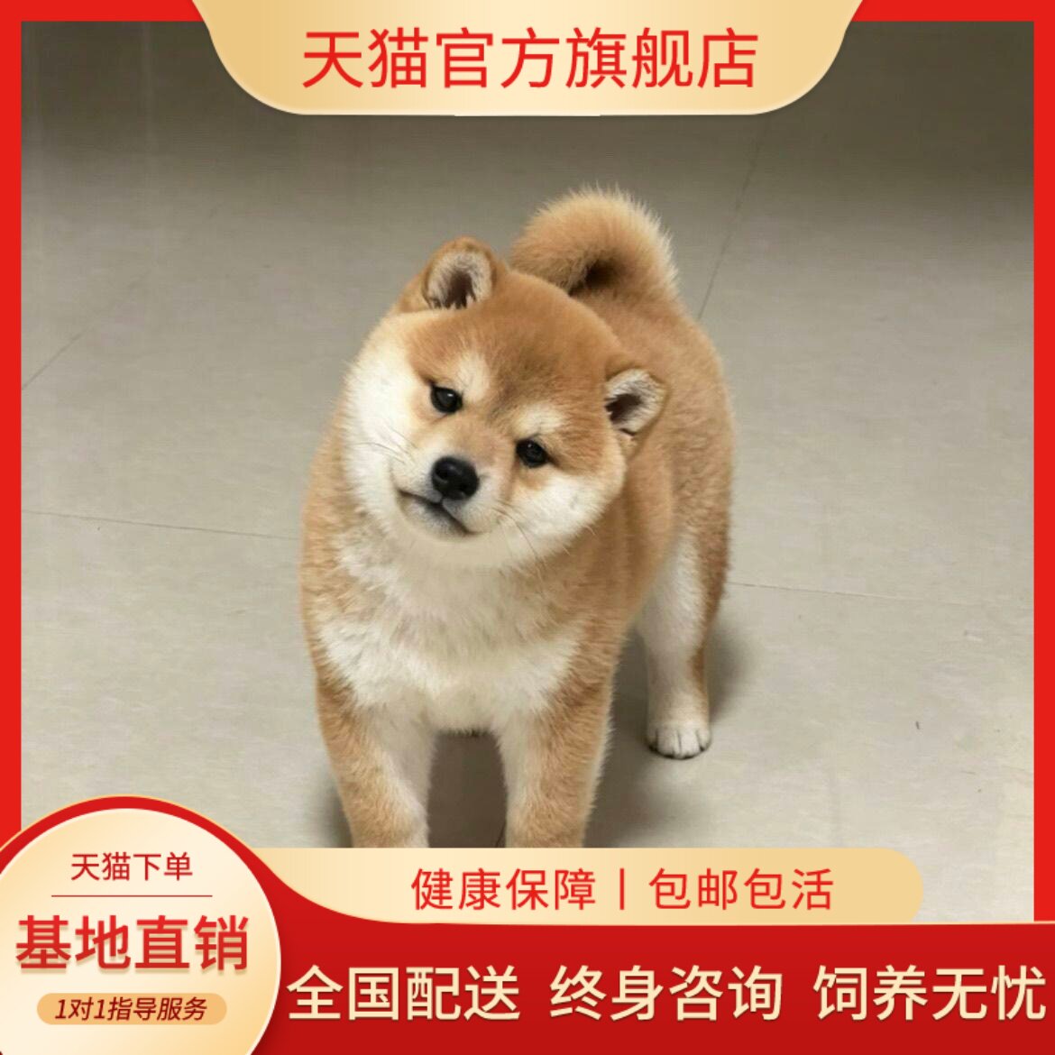 宠物狗可爱赤柴狗狗崽黄色
