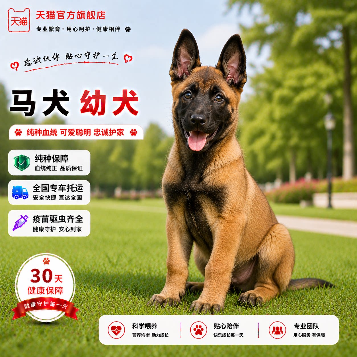 猛宠活物高智商狼狗狗聪明