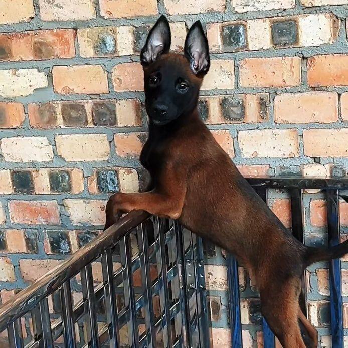 马犬纯种幼犬活物活体爆红农村便宜真狗比利时牧羊犬工作犬黑红狗