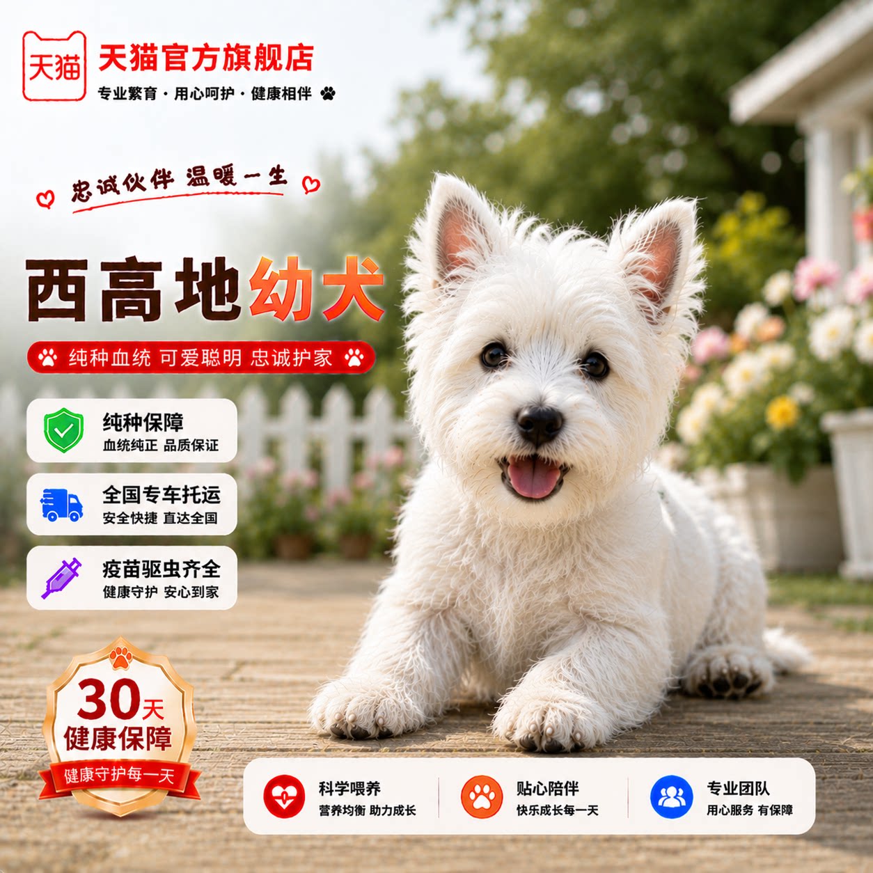 白梗幼宠活体幼崽可爱小体狗
