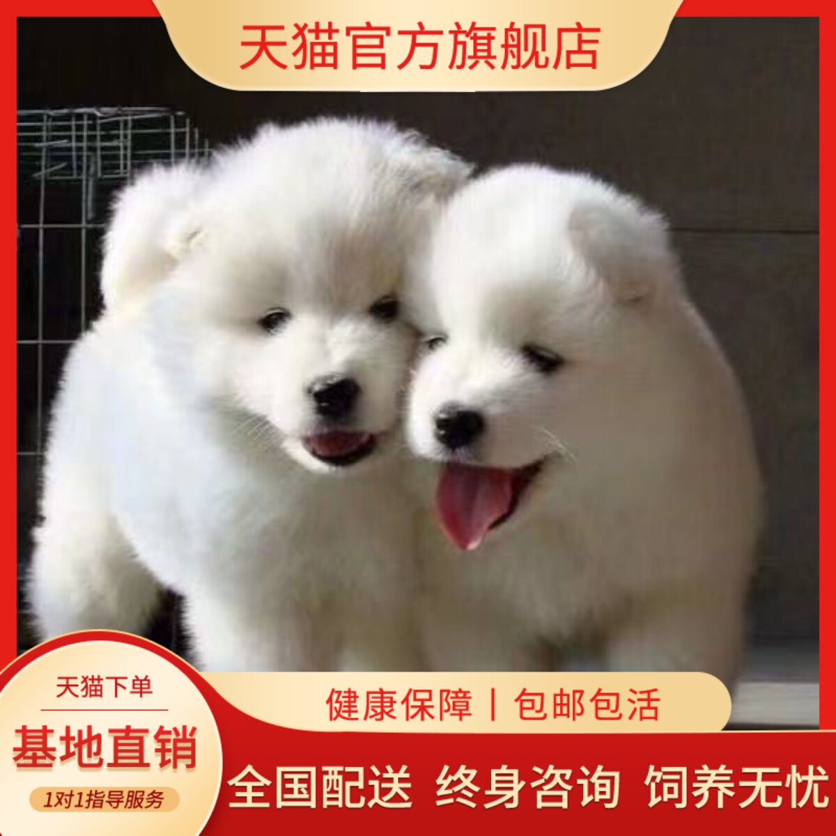 萨摩耶纯种幼犬好养圆脸大骨架微笑天使粘人家养可爱幼崽聪明幼宠