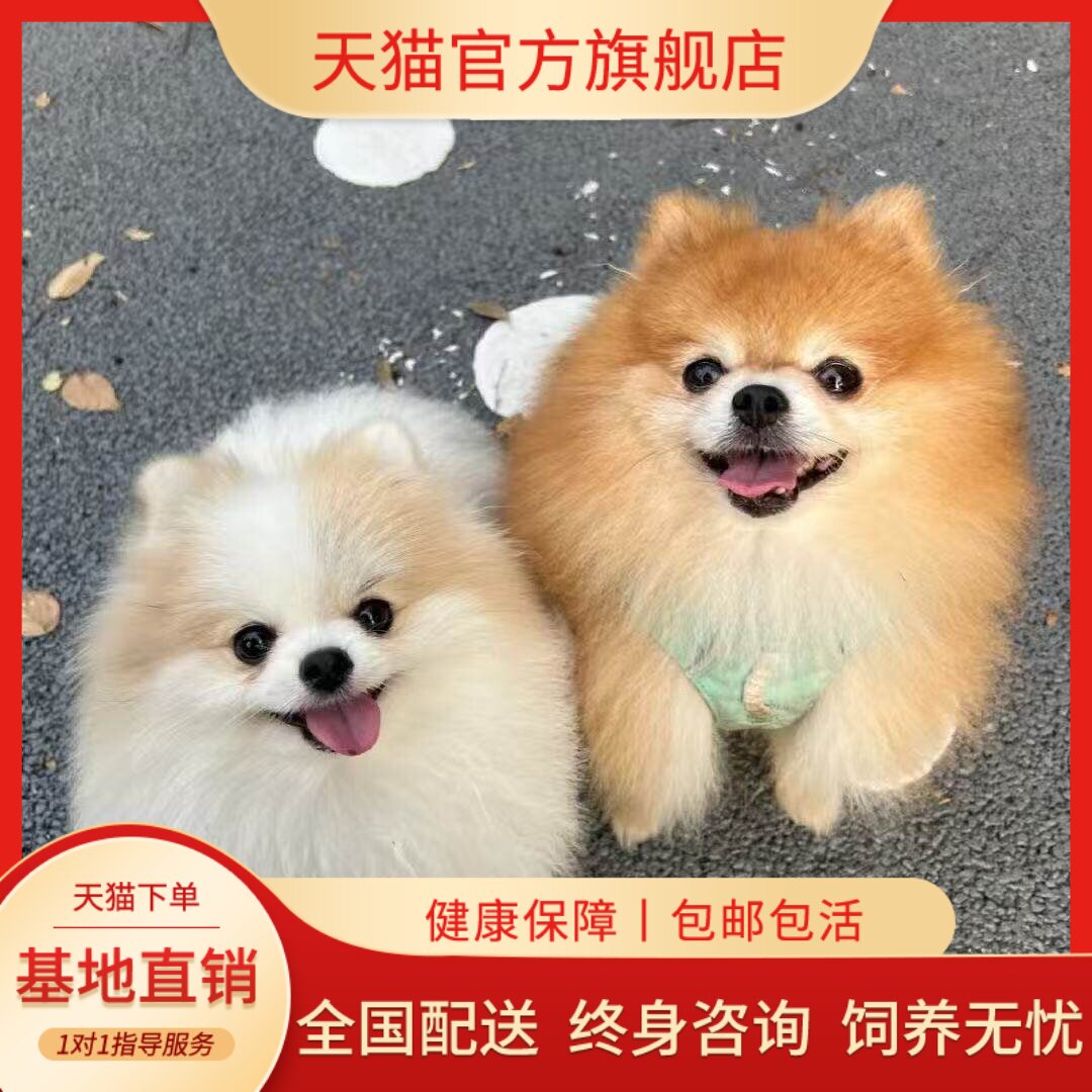 真狗袖珍黄圆脸精品黄色可爱