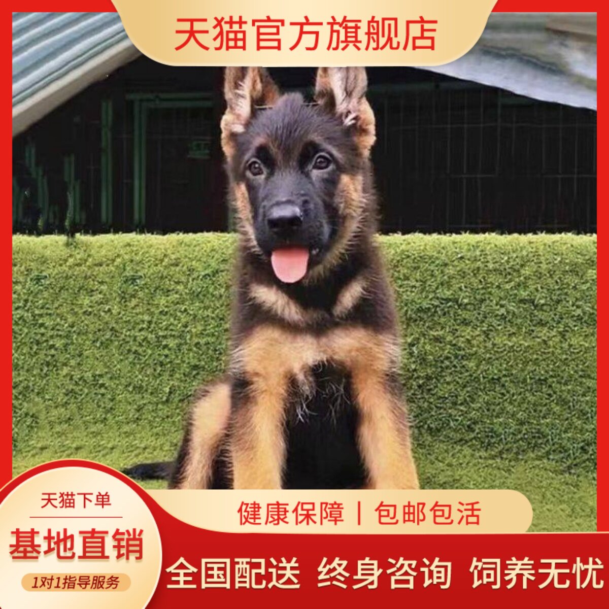 犬警犬家养高智商狗狗幼崽护院猛
