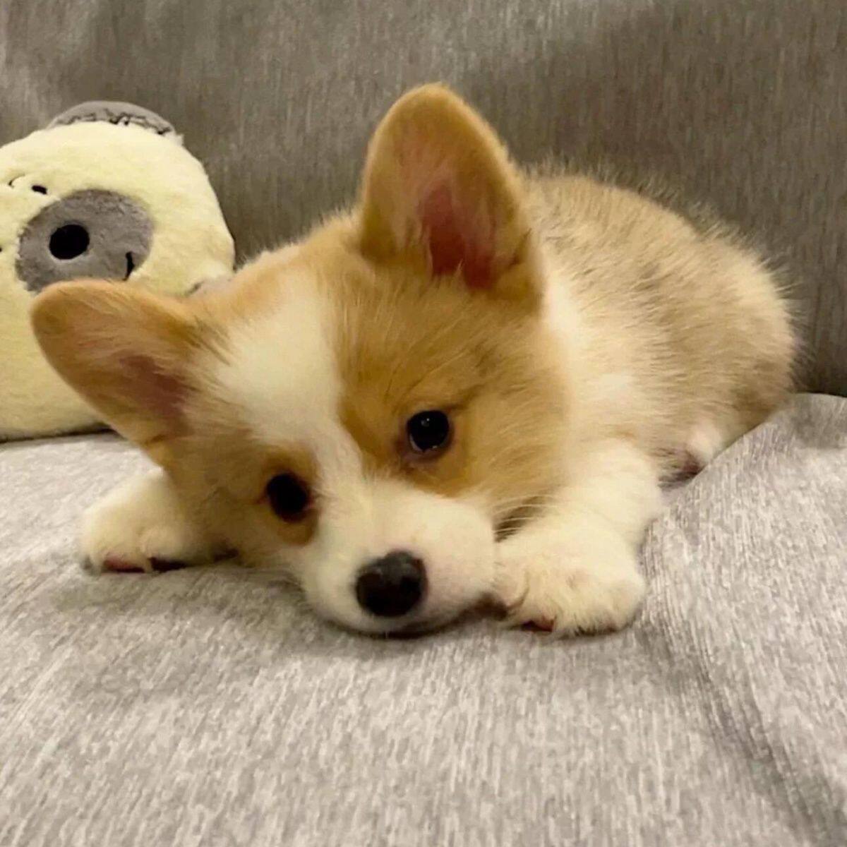 柯基纯种幼犬小型犬家养狗宠物狗幼崽威尔士狗狗狗不掉毛家庭活物