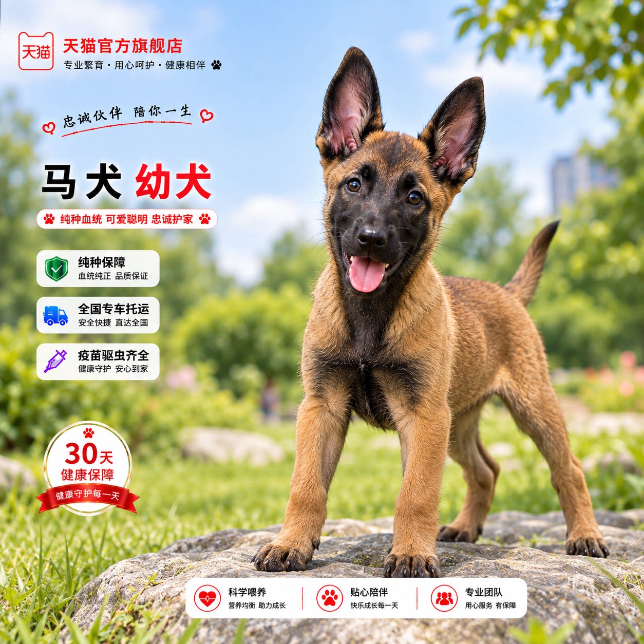 短毛看家犬狗狗工作型犬爆红狗