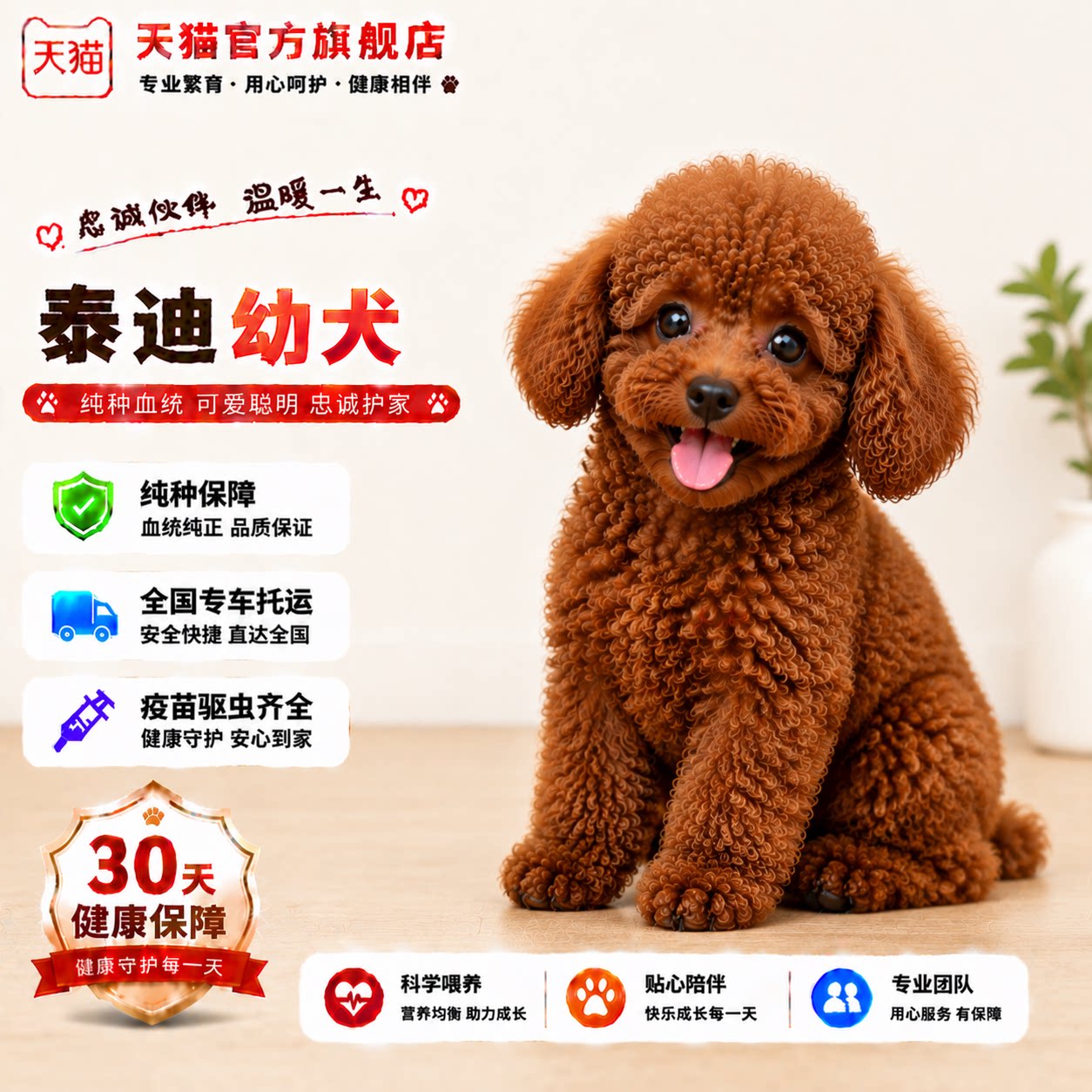 黑色聪明网红小型犬超萌家养活物
