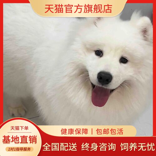 血统萨摩耶熊版微笑天使宠物狗