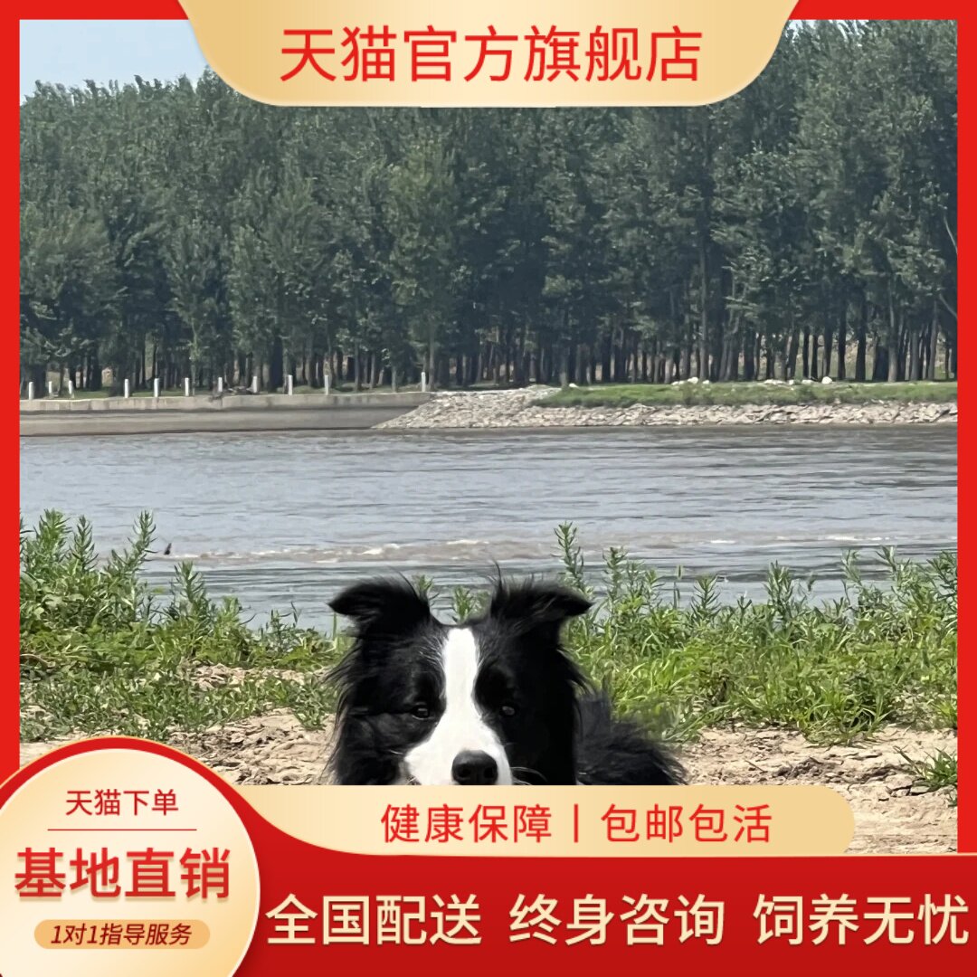 纯种边牧犬黑白色陨石色边牧幼犬活体宠物狗红棕色边境牧羊犬幼崽