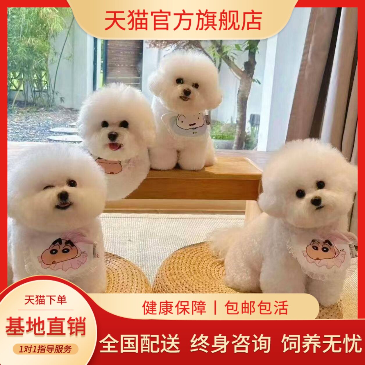 活体长不大便宜活物网红狗狗可爱