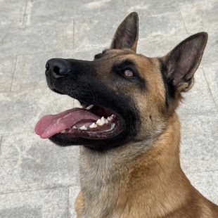 纯种马犬幼犬活体护卫犬爆红马犬科目马犬小狼犬马犬幼崽狗狗正宗