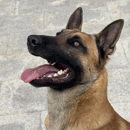 科目马犬小狼犬马犬幼崽狗狗正宗