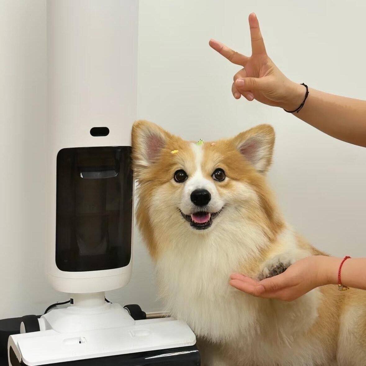 柯基纯种幼犬犬家养不掉毛可爱小型犬幼崽活物听话双色威尔士陪伴