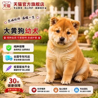 短毛中华田园犬看家狗巡山犬农村