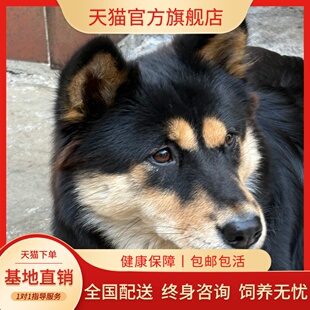纯种中华田园犬土松犬土松四眼铁包金纯种五黑犬幼犬松狮宠物狗狗