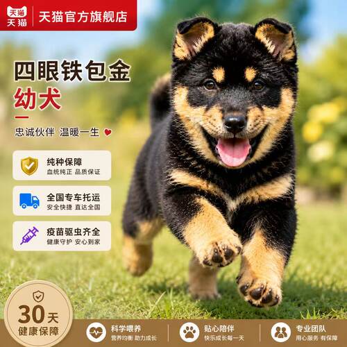 看家狗土狗看家狗狗中华田园犬